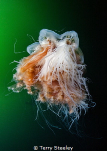 Lion's mane jellyfish'. Inside passage, Alaska.
—
Subal... by Terry Steeley 